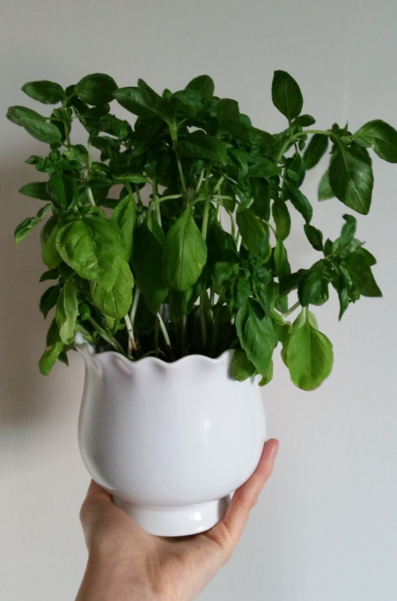 basil plant, basil, houseplant, white plant pot, plant pot