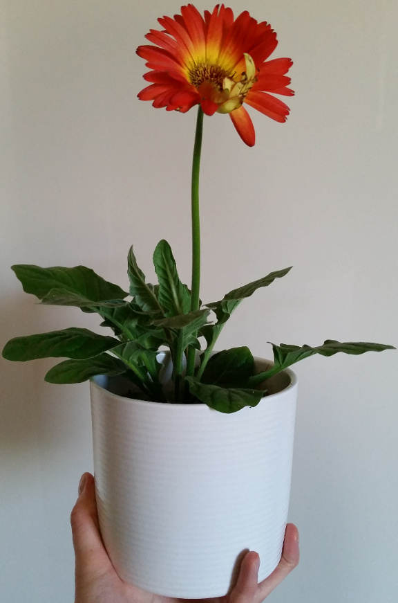 daisy, houseplant, white plant pot, plant pot